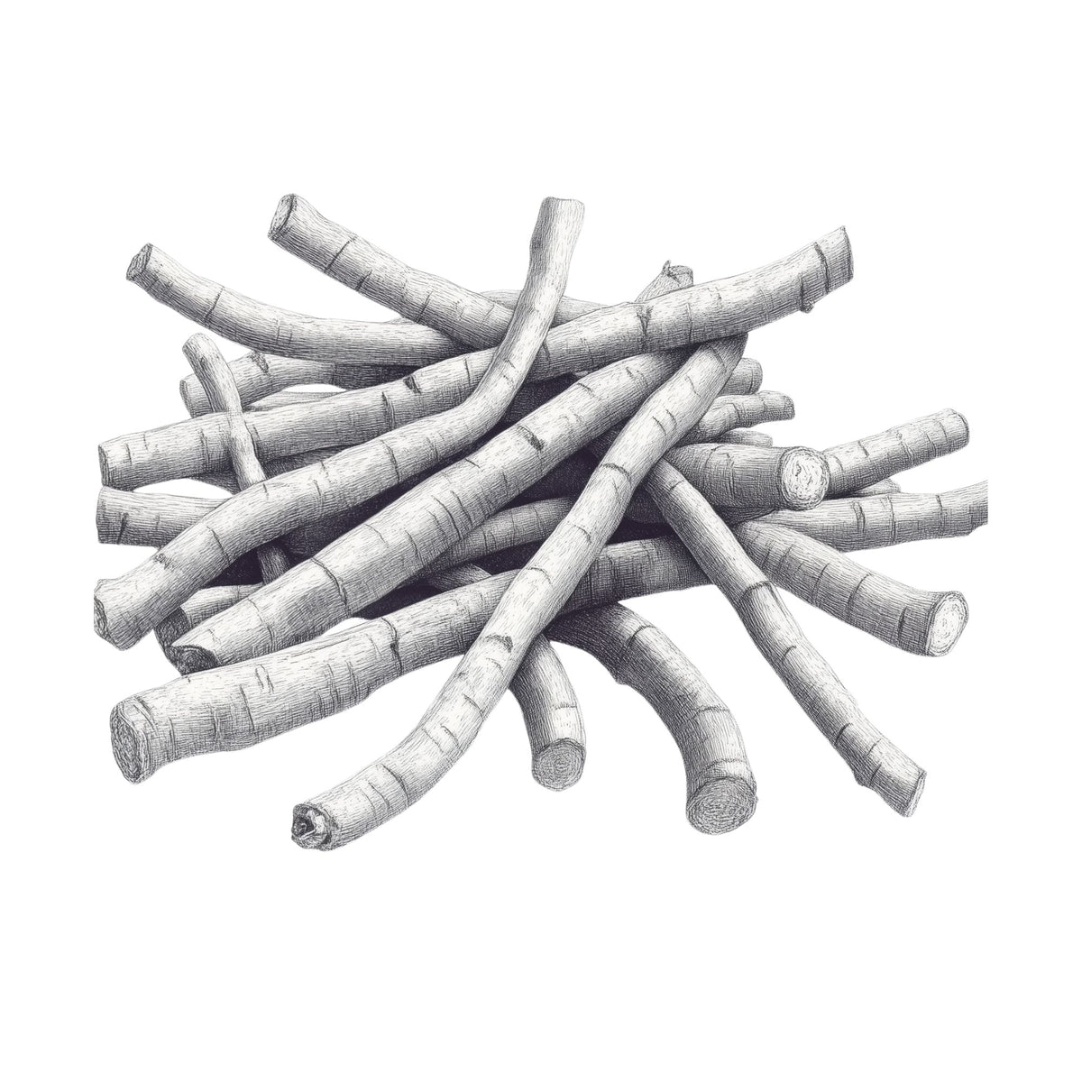 Black and white botanical drawing of ashwagandha roots (Withania somnifera), a traditional adaptogenic herb used to reduce stress and support resilience