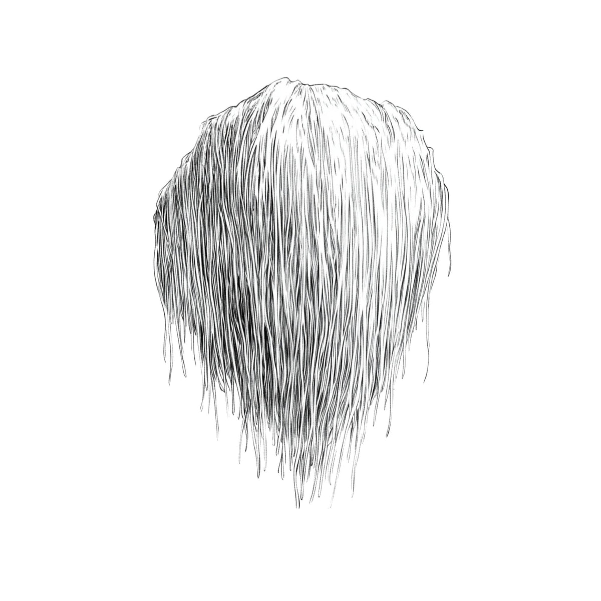 Black and white botanical drawing of Lion’s Mane mushroom (Hericium erinaceus), known for supporting brain health and cognitive function