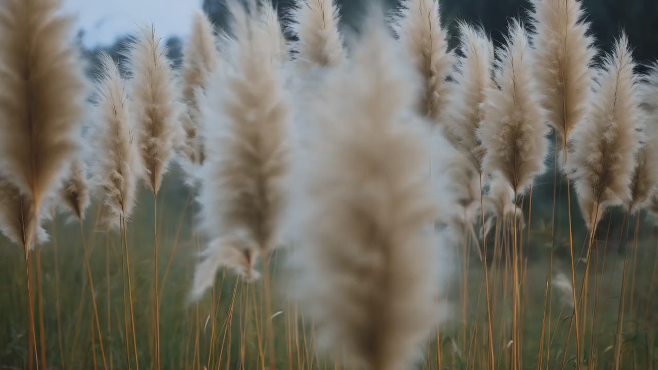 Calm video of pampas grass swaying gently, symbolizing natural balance and tranquility for busy moms