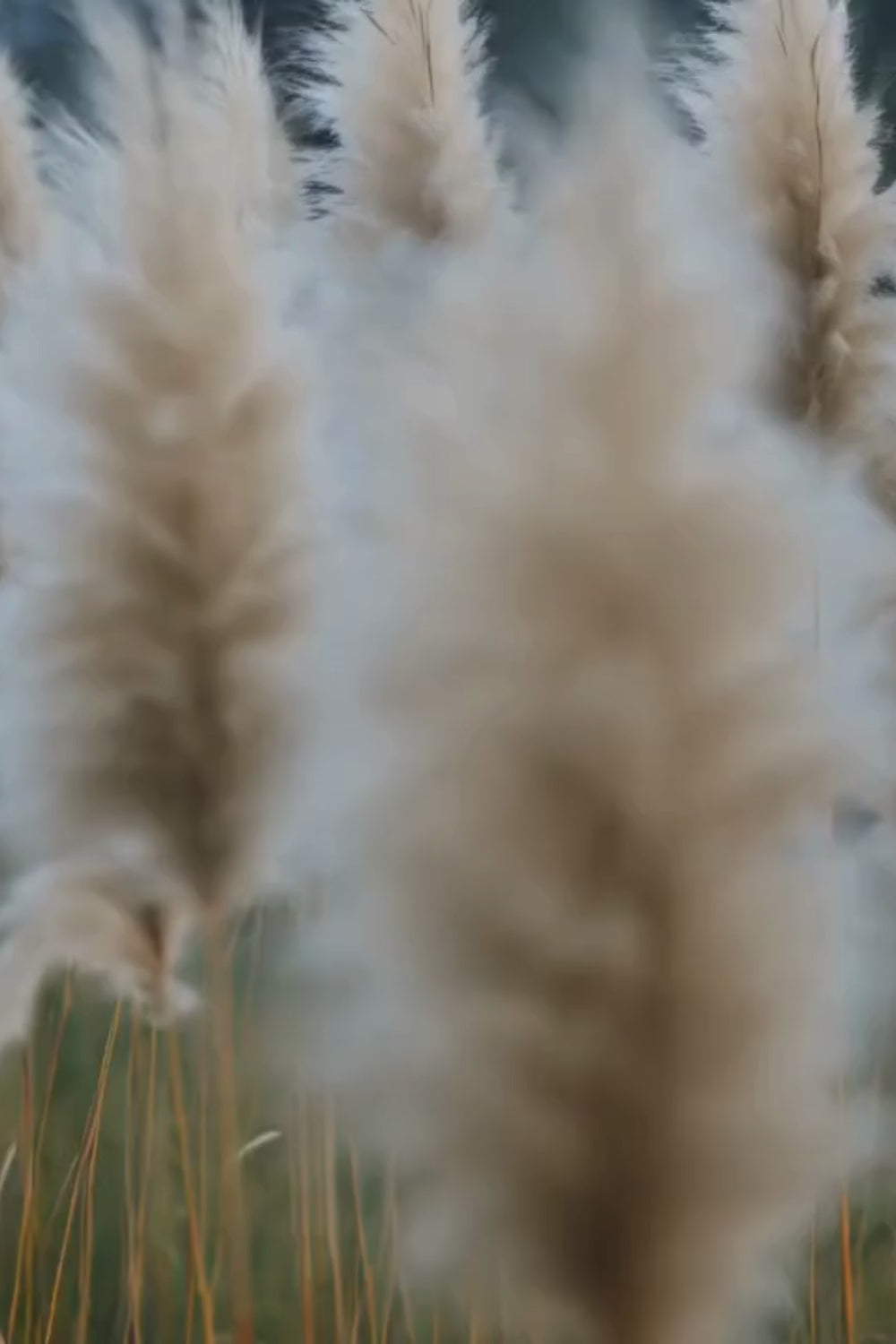Calm video of pampas grass swaying gently, symbolizing natural balance and tranquility for busy moms