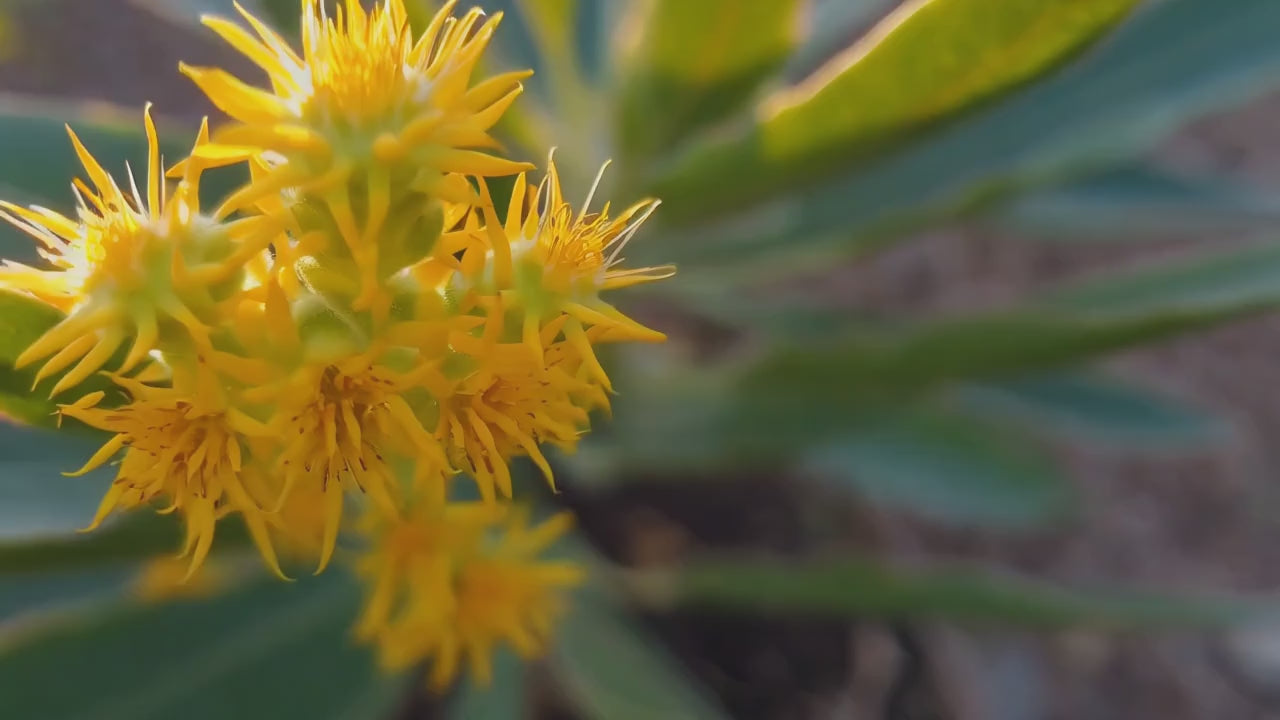 Yellow Rhodiola rosea flowers moving in the wind, reflecting natural stress relief and cognitive support