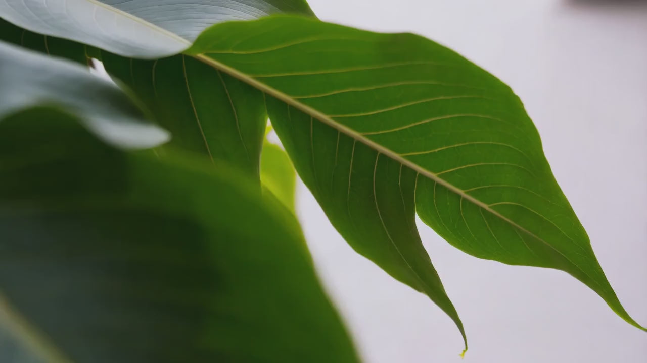 Close-up of green leaves gently moving in the wind, symbolizing nature’s calming effect on stress