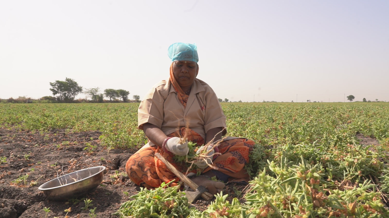 Indian woman seated in an ashwagandha field, sorting roots and trimming leaves by hand, demonstrating traditional harvesting methods
