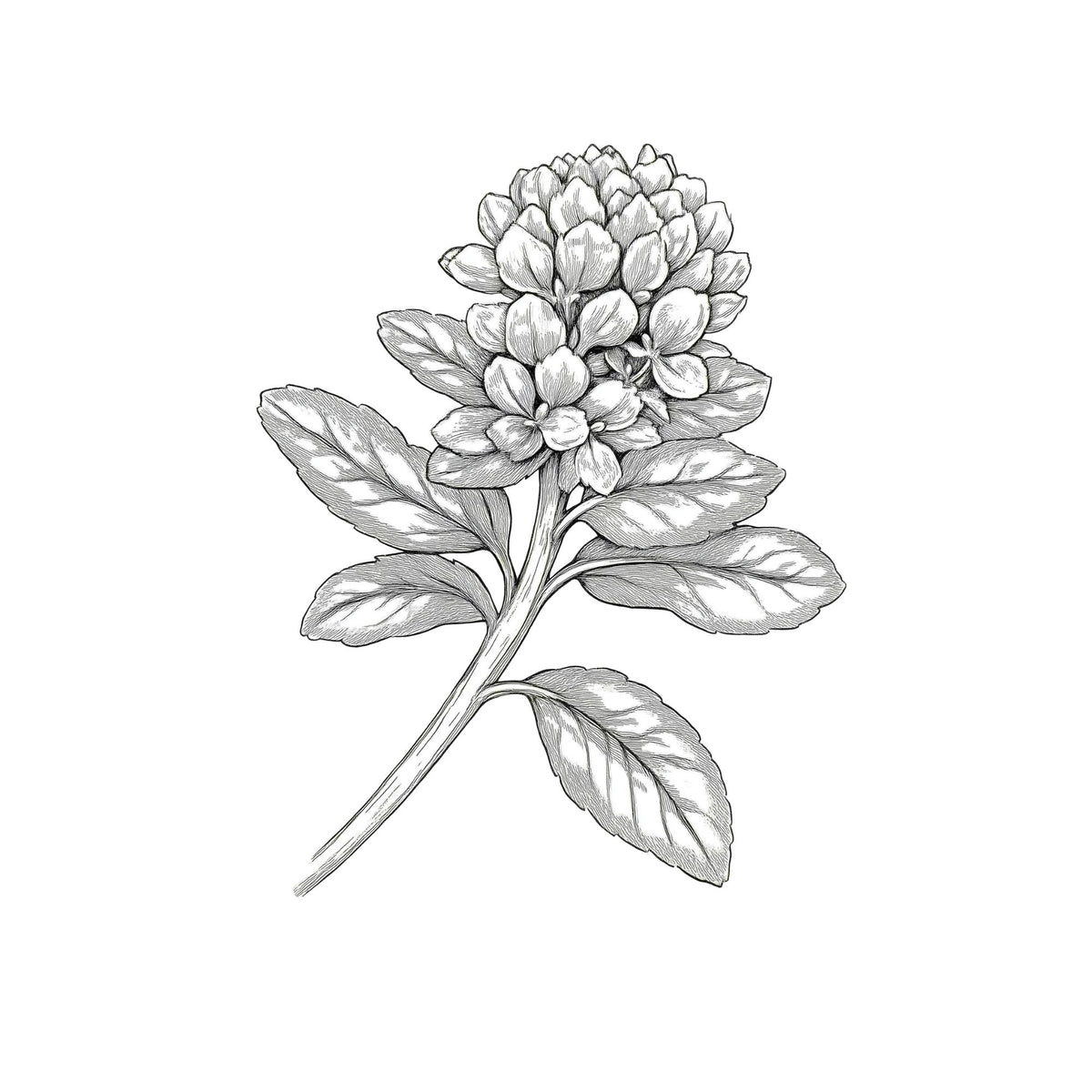 Black and white botanical drawing of Rhodiola rosea, an adaptogenic plant known for supporting stress resilience and endurance
